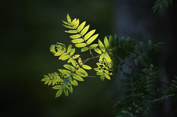Rowan or mountain-ash (Sorbus aucuparia) in the bavarian forest, Bavaria, Germany, Europe