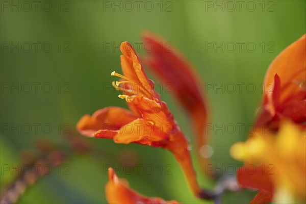Close-up of a red Freesia blossom in a garden in summer, Bavaria, Germany, Europe