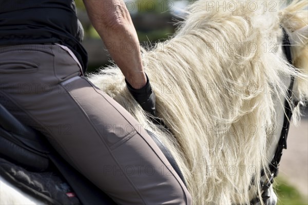 Close-up of a ridden Icelandic horse with equipment and typical long hair