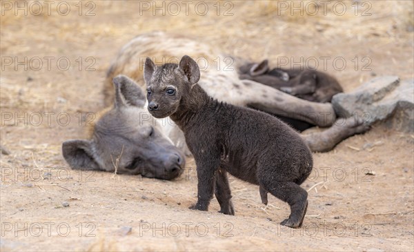 Spotted hyenas (Crocuta crocuta), adult female and male young, lying down, suckling their young,