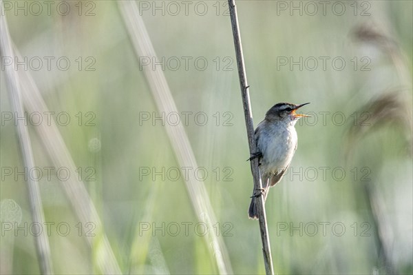Sedge warbler (Acrocephalus schoenobaenus), Lower Saxony, Germany, Europe
