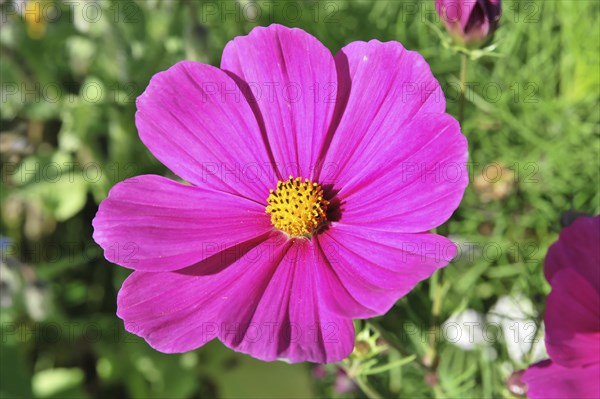 Basket of jewellery, cosmea (Cosmea bipinnata), Schwaebisch Gmuend, Baden-Wuerttemberg, Germany,
