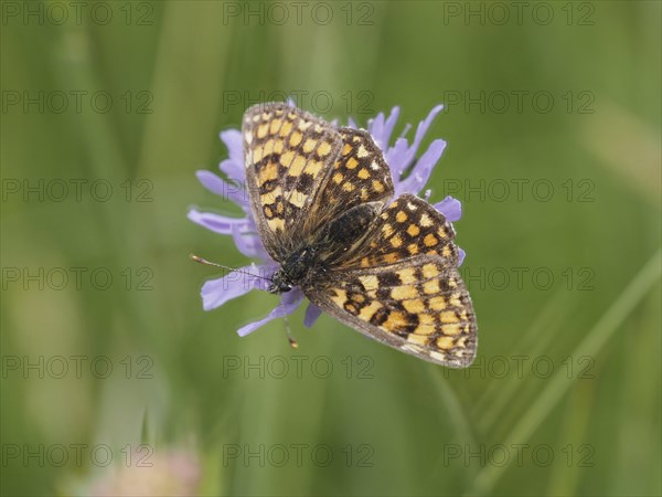 Queen of Spain fritillary (Issoria lathonia) in a meadow clover, near St. Andrae-Hoech, Sausal,
