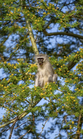 Southern vervet monkey (Chlorocebus pygerythrus) sitting in a flowering tree, eating yellow flowers
