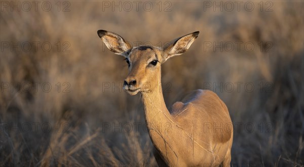 Impala (Aepyceros melampus) in the evening light, female, animal portrait, Black Heeler Antelopes,