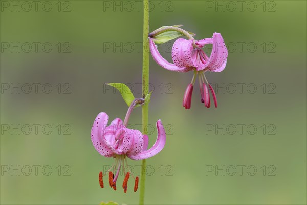 Martagon lily (Lilium martagon) in a forest in spring, lily family, 2 flowers, macro, nature
