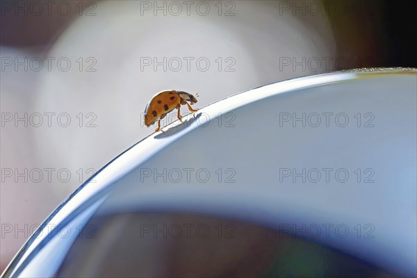 A ladybird crawls over a curved surface with a bluish background, macro-style detail shot