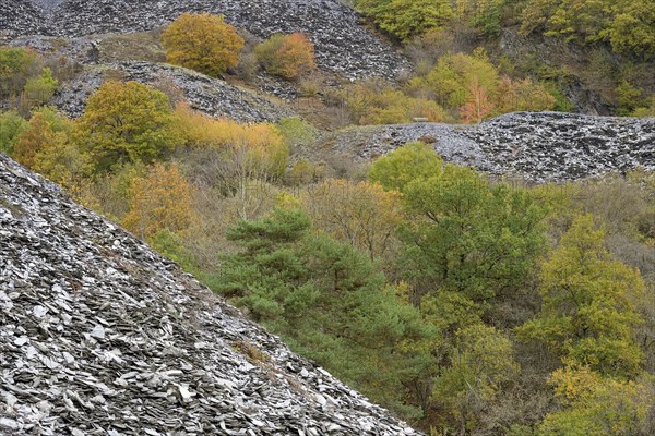 Deciduous trees with autumn leaves and pines (Pinus) growing between high slate heaps, Eastern