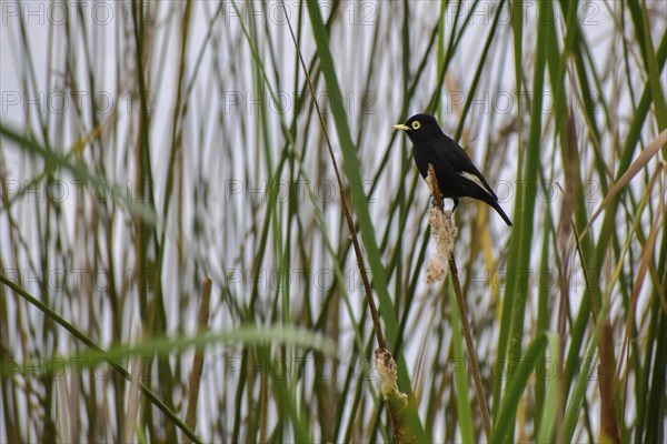 Brilliant dark tyrant (Hymenops perspicillatus) in its natural habitat in the reeds, Buenos Aires,