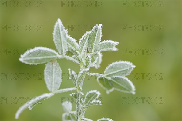 Close-up of red clover (Trifolium pratense) in a meadow in winter