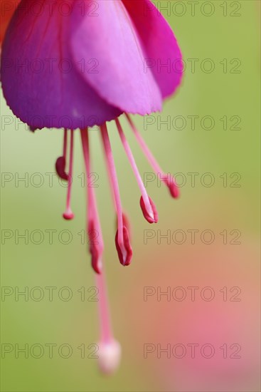 Close-up of red Fuchsia blossoms in a garden in summer