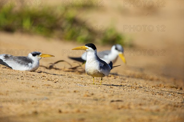 Large-billed Tern (Phaetusa simplex) Pantanal Brazil
