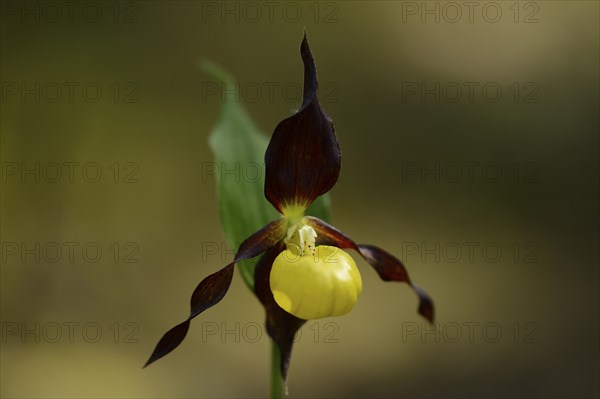 Close-up of a Lady's-slipper orchid (Cypripedium calceolus)