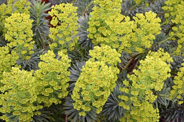 Garden spurge (Euphorbia characias), Blue Wonder variety, yellow-green flowers, North