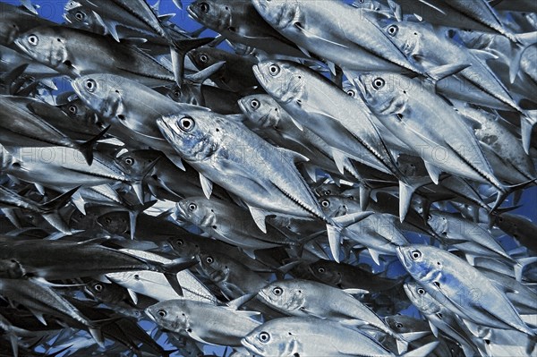 Jackfish, (Caranx sexfasciatus), Wakatobi Dive Resort, Sulawesi, Indonesia, Asia