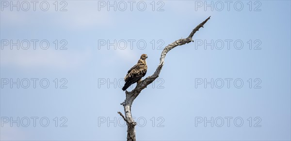 Brown snake eagle (Circaetus cinereus), juvenile, sitting on a branch against a blue sky, Kruger