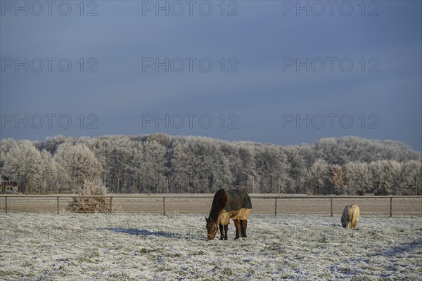 Two horses on a frozen meadow with bare trees in the background on a calm winter morning, hoarfrost