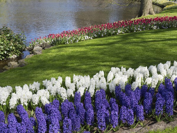 Flower bed with white, blue and red hyacinths on a river bank in a park, many colourful, blooming