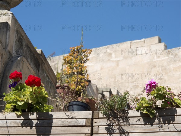 Flowers and plants in flower pots on a wooden cladding under bright sunshine, the town of mdina on