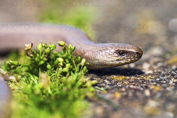 Slow Worm, Anguis fragilis, Lizard, England, United Kingdom, Europe