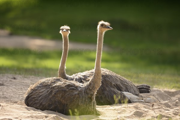 Close-up of two greater rhea (Rhea americana) in spring