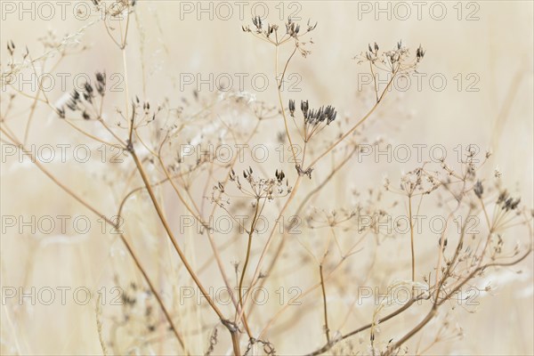 Umbelliferae, umbellifer (Apiaceae) with fruit clusters, North Rhine-Westphalia, Germany, Europe