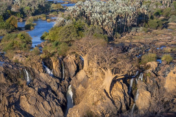 Kunene River, waterfall and African Baobab (Adansonia digitata), in the evening light, Epupa Falls,