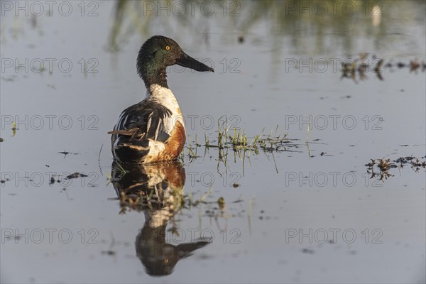 Northern shoveler (Spatula clypeata), Lower Saxony, Germany, Europe