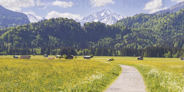 Alpine meadow, Lorettowiesen near Oberstdorf, behind the Allgaeu Alps, Allgaeu, Bavaria, Germany,