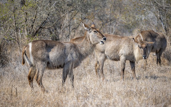 Ellipsen waterbuck (Kobus ellipsiprymnus), adult females feeding on dry grass, Kruger National
