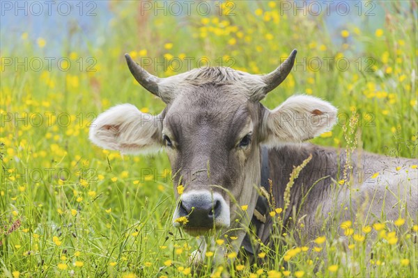 Allgaeu Brown Swiss, (Bos primigenius taurus), Allgaeu, Bavaria, Germany, Europe