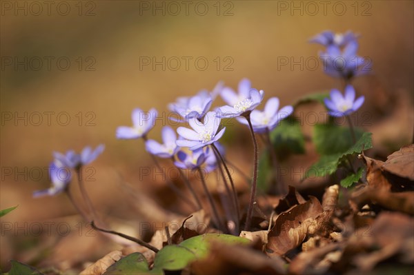 Common hepatica (Anemone hepatica) Blossoms in a forest, Bavaria, Germany, Europe