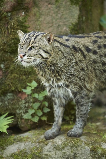 Close-up of a fishing cat (Prionailurus viverrinus) in spring
