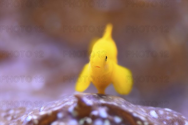 Close-up of a yellow clown goby (Gobiodon okinawae) in an aquarium 'clown gobies'