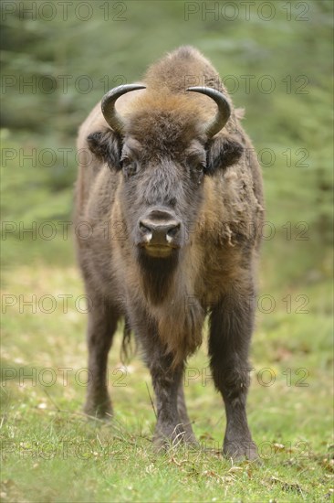 Close-up of a European bison (Bison bonasus) in a forest in spring, Bavarian Forest National Park,