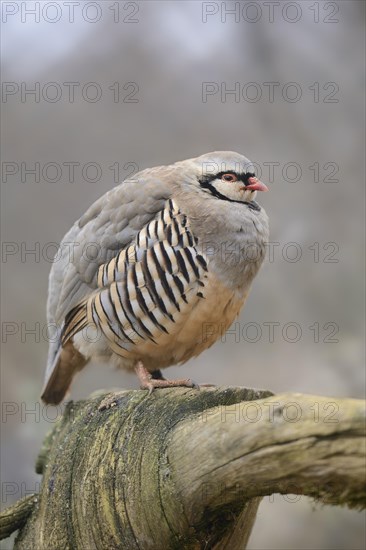 Close-up of Rock Partridge (Alectoris graeca) on an old tree trunk