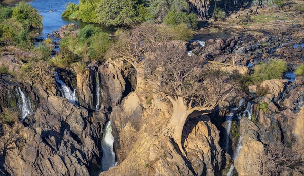 Kunene River, waterfall and African Baobab (Adansonia digitata), in the evening light, Epupa Falls,