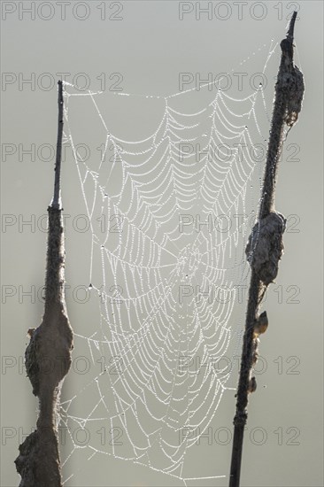 Dew-covered spider web between cattails, Lower Saxony, Germany, Europe