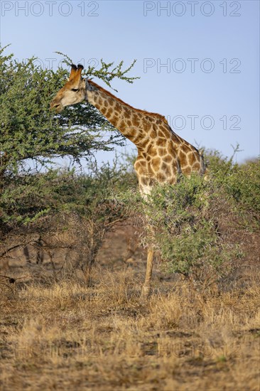 Southern giraffe (Giraffa giraffa giraffa), eating leaves of an acacia tree, in the evening light,