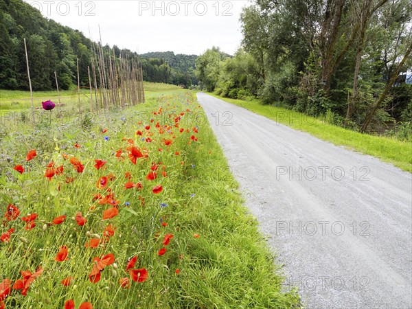 Poppy field in bloom, cornflowers in between, Sausal cycle path, near Heimschuh, Styria, Austria,