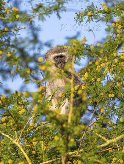 Southern vervet monkey (Chlorocebus pygerythrus) sitting in a flowering tree, eating yellow flowers