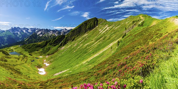 Alpine rose blossom (rhododendron) on the Fellhorn, 2038m, Allgaeu Alps, Bavaria, Germany, Europe