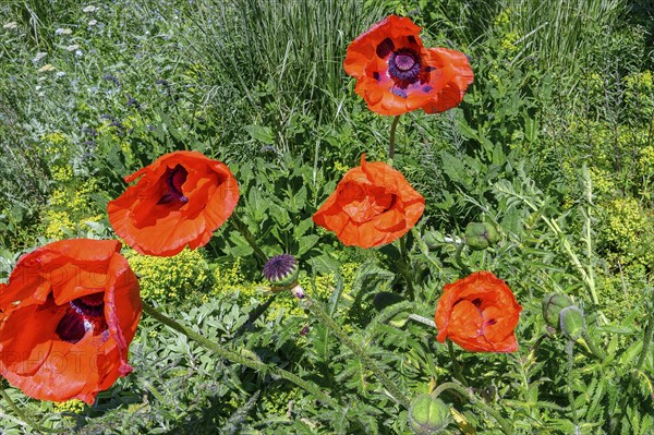 Oriental poppy (Papaver orientale), Allgaeu, Bavaria, Germany, Europe