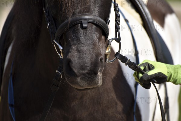 Detailed view of Icelandic horse and rider with horse's mouth, bit and bridle