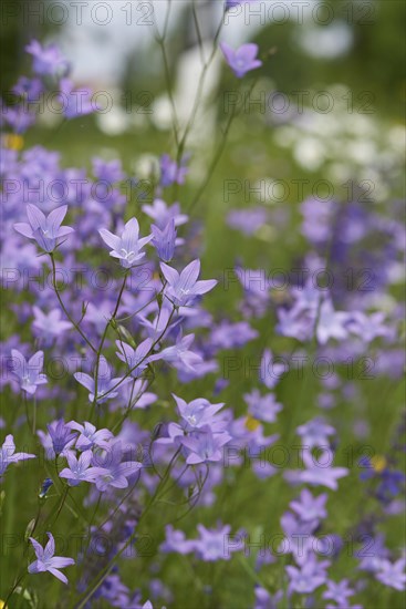 Close-up of a flower meadow with spreading bellflower (Campanula patula) blossoms in early summer