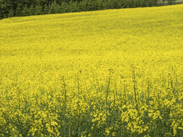 Rape field in bloom, near Riegersburg, Styria, Austria, Europe