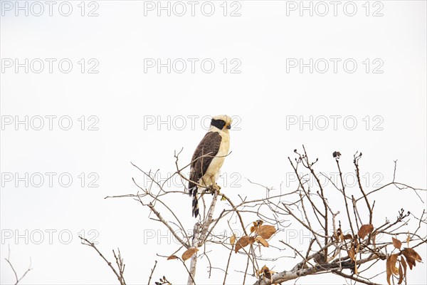 Laughing falcon (Herpetotheres cachinnans) Pantanal Brazil
