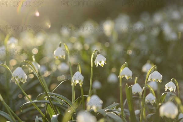 Spring Snowflake (Leucojum vernum) blossoms in a forest on a sunny evening in spring