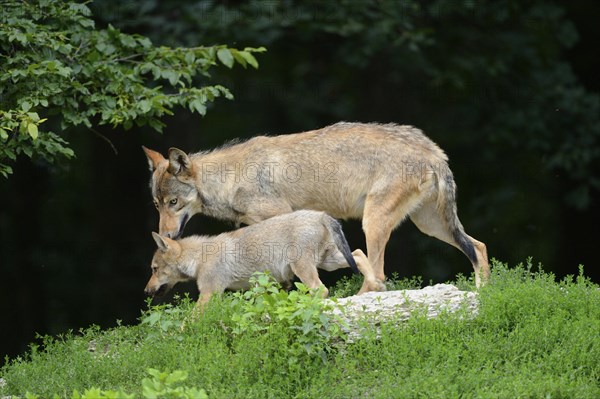 Algonquin wolf (Canis lupus lycaon) mother with puppy in a meadow, captive, Germany, Europe