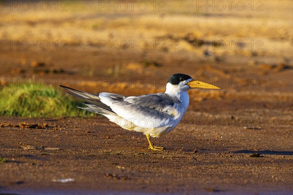Large-billed Tern (Phaetusa simplex) Pantanal Brazil